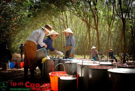 Phát triển bền vững ngành cao su theo góc độ kinh tế và xã hội